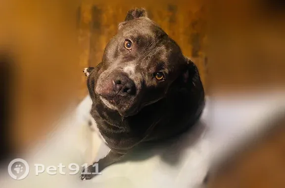 Missing dog Male, Detroit (usl547547) - photo