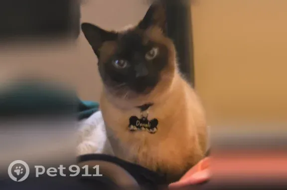 Missing cat Female, Champlin (usl547550) - photo