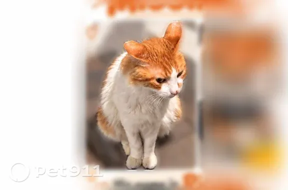 Missing cat Male, Apopka (usl547552) - photo