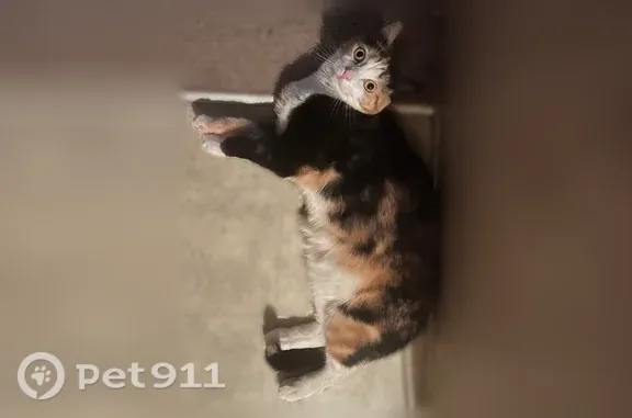 Missing cat Female, South Paris (usl547553) - photo