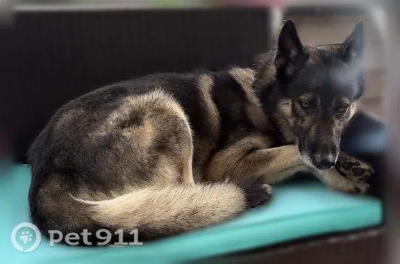 Missing dog Male, Springfield (usl547556) - photo