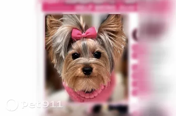 Missing dog Omaha, photo: Missing dog Female, Omaha (usl547559)