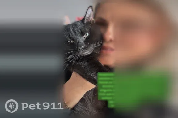 Missing cat, Boston (usl547560) - photo