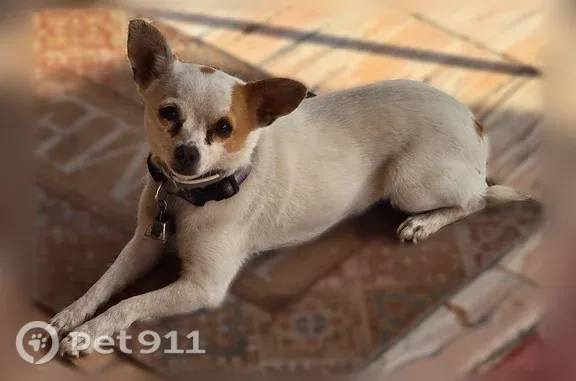 Missing dog Female, Lakeville (usl547562) - photo
