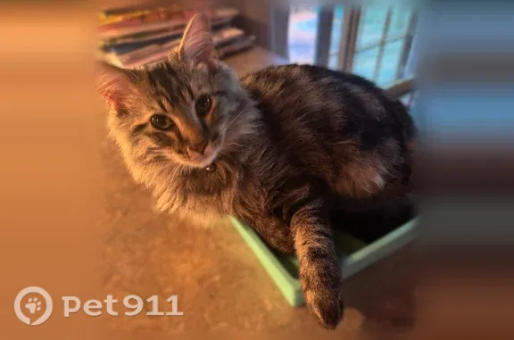 Lost male cat, Willow Springs, Memphis — escaped at Loves gas station - photo