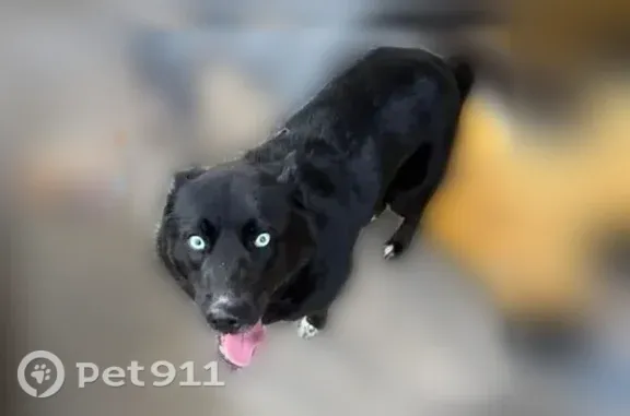 Lost dog, Maplesville, Alabama, Birmingham — female with blue eyes - photo