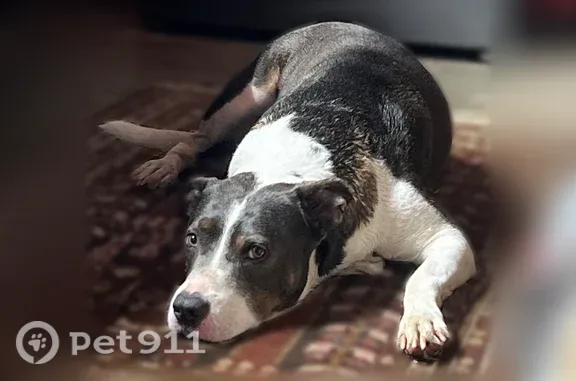 Found pets Fort Smith, photo: Found Dog, State Highway 45, 8933, Fort Smith, Fort Smith — Large Male Dog