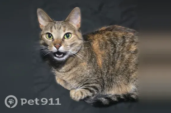 Lost female cat, Judson Street, 8811, Shaw Heights, Westminster — no collar and very vocal - photo