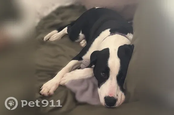 Missing dog Riverton, photo: Lost female dog, Lippincott Avenue, 340, Riverton — red collar