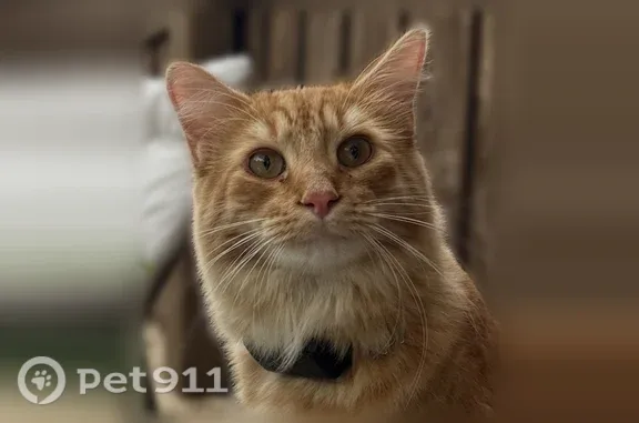 He is 10 pounds, very athletic and confident, but still cautious. He responds to Auggie or Augustus and has a big, fluffy tail with orange stripes.