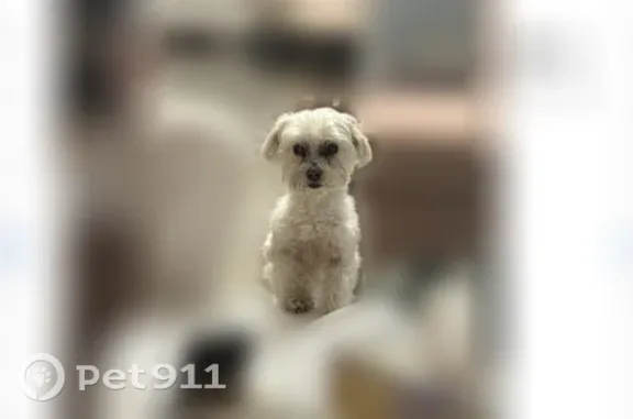 Lost female dog, West 47th Street, North Little Rock — small white elderly Maltese - photo