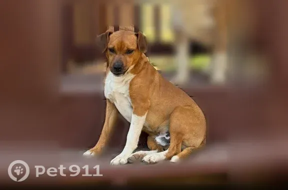 Missing dog Banner Elk, photo: Lost dogs, Eagles Nest Trail, 51, Banner Elk, Banner Elk — Marley shaggy, Charley short-haired