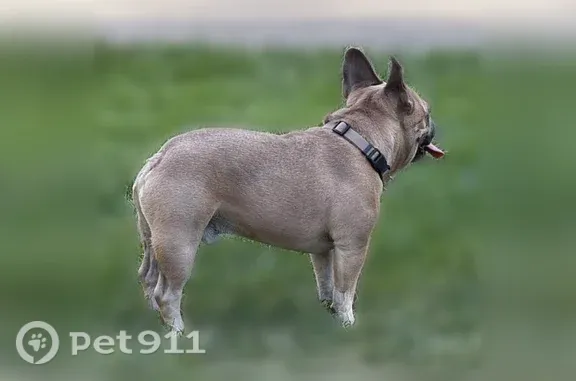 Lost dog, Shaddox Avenue, 1804, Modesto — male French bulldog - photo