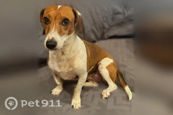Female beagle/dachshund mix, 7 yrs, brown and white, friendly. Wearing pink harness, collar with name/phone/address.