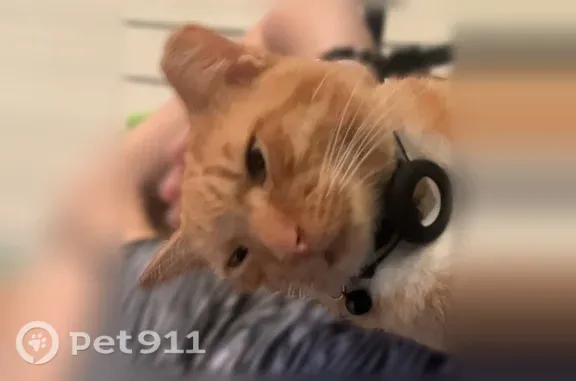Orange kitten has a ripped off ear. Has an AirTag on. Left from Walnut Bend neighborhood and wandered off.