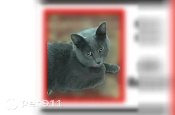 Lost cat, Friendswood, Texas, Houston — female with a pink necklace - photo