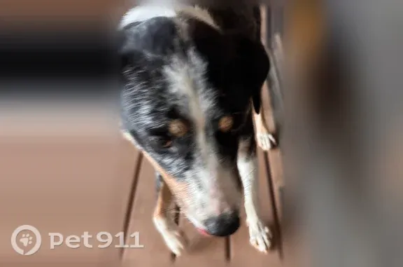 Found dog Cornville, photo: Found dog, East Willow Drive, 10205, Cornville — sweet, well-mannered female