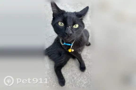 Lost male cat, Locust Street, 810, Redding, Sacramento — black short hair - photo