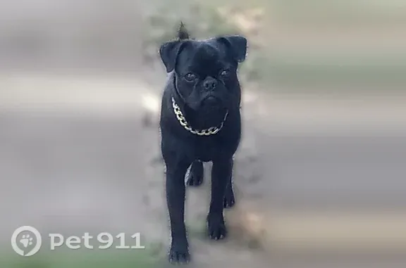 Lost dog, South 5th Street, 420, Buckeye — black coat, green collar - photo