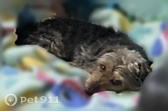 Lost female dog, South State Street, 3, Richmond — senior dachshund/Yorkie mix - photo