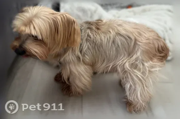 Found pets Pembroke Pines, photo: Found female dog, Northwest 122nd Terrace, 1900, Pembroke Pines — Yorkie mix
