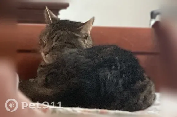 Lost cat, South 9th Street, 228, Opelika — female with light gray stripes - photo