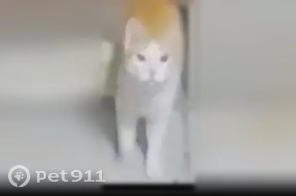 Found pets Chicago, photo: Found cat, Azalea Circle, 106, Romeoville, Chicago — orange and white