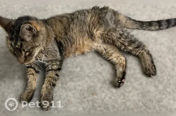 Found pets Portland, photo: Found cat, Southwest Cook Court, Tigard, Portland — friendly female, starving