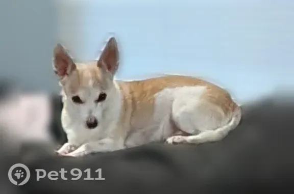 Lost male dog, Rogers Road, 55, Patterson — hazel eyes, no collar - photo