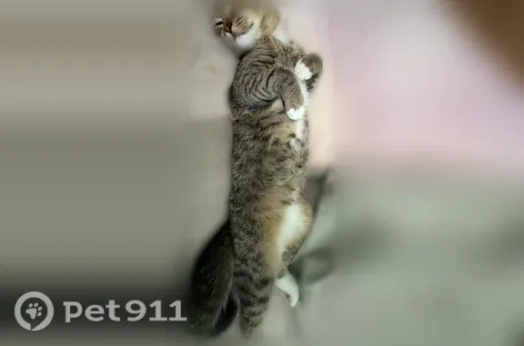 Lost cat, Fruitville Road, 2989, Sarasota — male tan/gray tabby with a short broken tail - photo