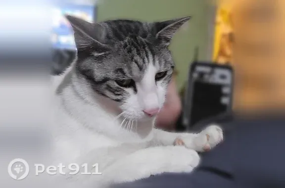 Lost pets Arlington, photo: Lost cat, Northridge Drive, 1607, Arlington — neutered male with black-gray tabby markings