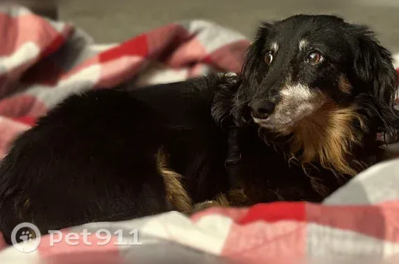 Lost Dog, Glen View Drive, 8505, Plain City, Plain City — black collar - photo