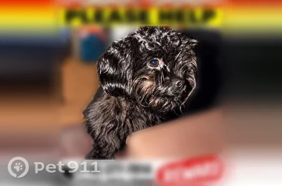 Lost dog, Buffalo — black-colored dog named Winnie - photo