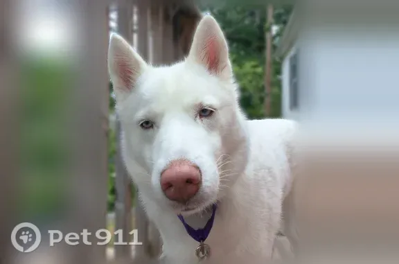 Willow is a fully white Husky with light blue eyes. She has a purple collar with a tag on it that has my phone number.