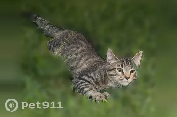 Lost cat, Hillsboro Road, 45, Clarksville — female named Tabby - photo