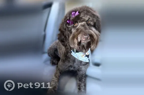Missing dog Hampton, photo: Lost dog, Blackberry Lane, 4, Hampton — friendly female who responds to her name