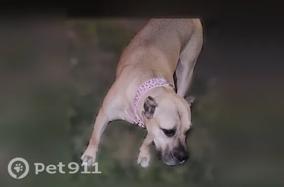 Lost dog, Melrose Avenue, 432, Toledo — fawn female - photo