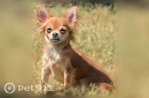 Lost dog, female Chihuahua, Orlando — small with dark eyes - photo