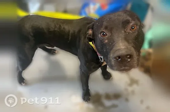 Lost dog, Greens Crossing Road, 571, Richmond — male with gold eyes and bat-like ears - photo