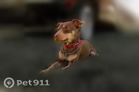 Lost male dog, Virginia Parkway, 11914, Caldwell, Boise — friendly chocolate-and-tan miniature Doberman - photo