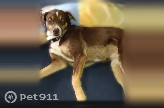 Lost dog, Fortress Lane, 175, Hot Springs — female Aussie with a smooth coat - photo