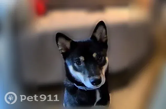 Lost female dog, Reston — small Shiba Inu with a curled tail - photo