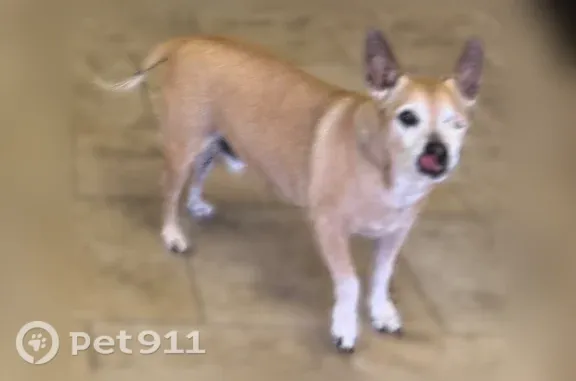 Lost dog, Woodland Creek Circle, 1219, Van Buren, Van Buren — 16+ years old and very sweet - photo