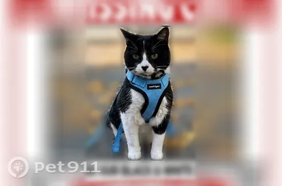 Lost male cat, North Harlem Avenue, 7550, Chicago — tuxedo coat, responds to Mob - photo