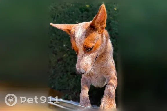 Found dog Morganton, photo: Found dog, Morganton Highway, 16730, Padena, Morganton — young male with a cut tail