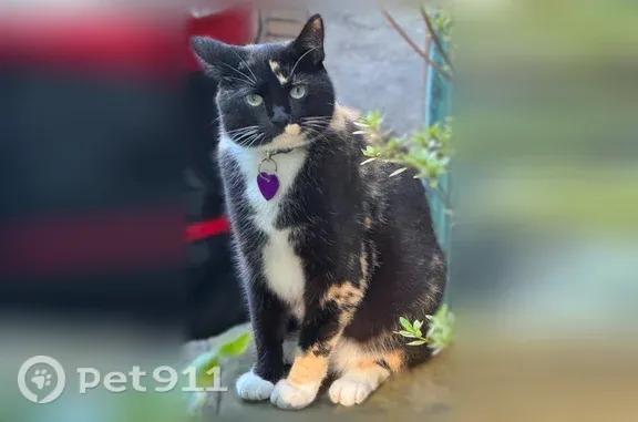 Lost female cat, Prospect Drive, 33, Huntington — black, white and orange fur - photo