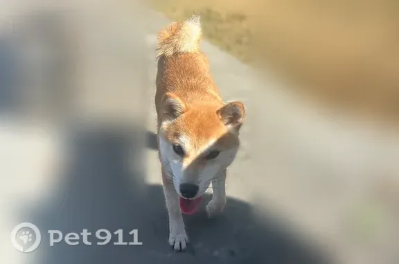 Found pets Sunnyvale, photo: Found dog, Candlewood Court, 1140, Sunnyvale — small female with a fox-like face