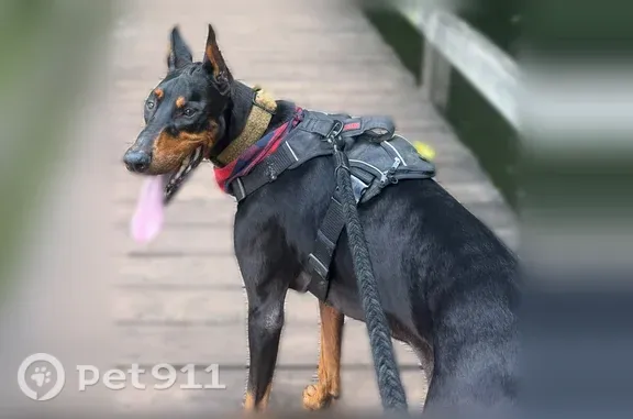 Lost male dog, South Broad Street, 210, Winder, Atlanta — black with brown markings - photo