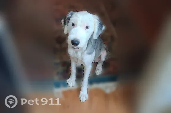 Lost female dog, Paris Place, 265, Jasper — white and grey English sheep dog - photo