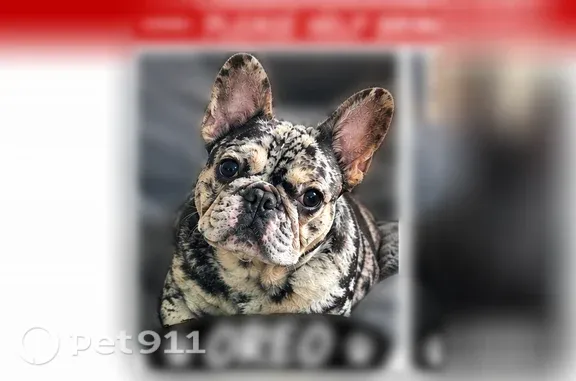 Lost Dog, West 59th Street, 1430, Los Angeles, Sacramento — male - photo